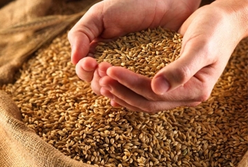 Ростовская область вышла на первое место по урожаю ранних зерновых